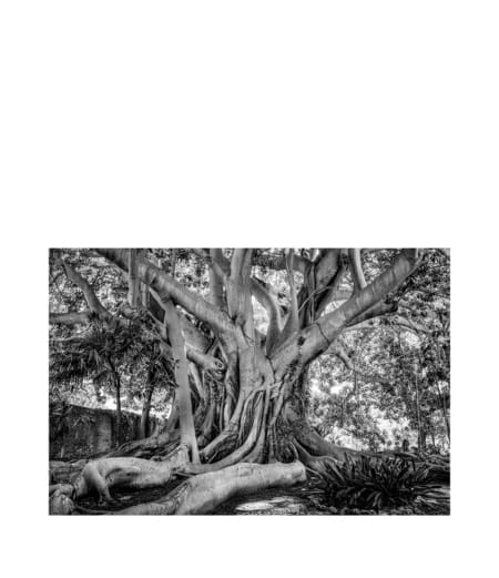 Artwood - OLD TREE SICILY fototavla - 180x120